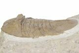 Bargain, Pseudobasilicus Lawrowi Trilobite - Russia #363166-2